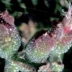 Mesembryanthemum crystallinum Flower