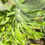 Helichrysum saxatile Ліст