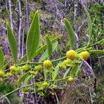 Phyllanthus francii Fruit