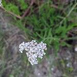 Achillea nobilis 花