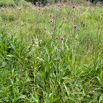 Cirsium canum ശീലം