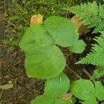 Arisaema triphyllum Лист