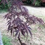 Acer palmatumList