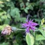 Serratula tinctoria Flors