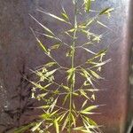 Trisetum flavescens Flower