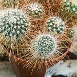 Mammillaria spinosissima Листок