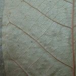 Cremastosperma brevipes Otro