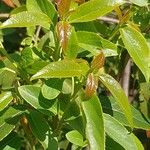 Aristotelia chilensis Fuelha