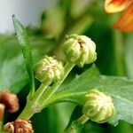 Chrysanthemum indicum 葉