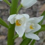 Cephalanthera longifolia Flower