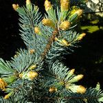 Picea engelmannii ഇല