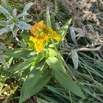 Solidago sempervirens Folla