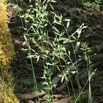 Festuca heterophylla Kvet