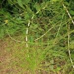 Equisetum sylvaticum Blad