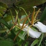 Epidendrum eburneum
