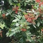 Schinus terebinthifolius Plod