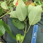 Drymonia serrulata Outro