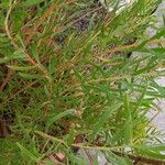 Leucadendron spissifolium 葉