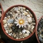 Turbinicarpus schmiedickeanus Квітка