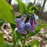 Mertensia virginicaKvet