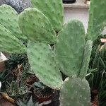 Opuntia tomentosa Blatt