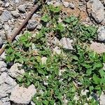 Amaranthus viridis Habitus