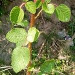 Rubus ellipticus Leaf