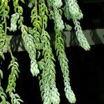 Sedum morganianum Leaf