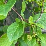 Schisandra chinensis Fuelha