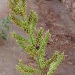 Echinochloa crus-galli Fruchs