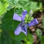 Viola × bavarica Blomst