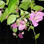 Bougainvillea glabraFiore