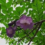 Jacaranda caucana ফুল