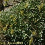 Potentilla valderia Habit