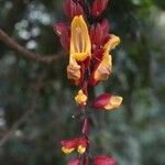 Thunbergia mysorensis Flower