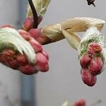 Acer japonicum Flor
