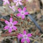 Pistorinia hispanica Flower