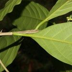 Ocotea dendrodaphne Leaf