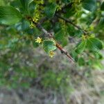 Rhamnus saxatilis Fuelha