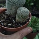 Rebutia heliosa Leaf