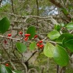 Emmenosperma pancherianum Fruit