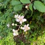 Rubus discolor Blomst