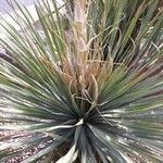 Dasylirion leiophyllum Yaprak