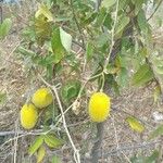 Cucumis dipsaceus Fruit