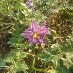Solanum virginianum Квітка