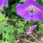 Geranium platypetalum Цвят