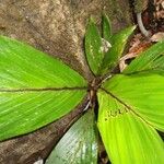 Burretiokentia grandiflora Blatt
