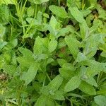 Mentha × villosa Hoja