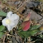 Operculina turpethum Flower