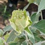 Barleria albostellata अन्य